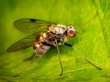 Close-up of fly on leaf