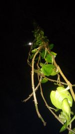 Close-up of leaves over black background