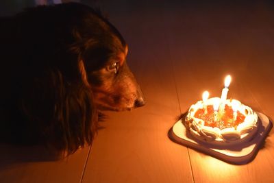 Dachshund looking at birthday cake with lit candles on floorboard