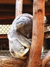 Close-up of animal sleeping on tree at zoo