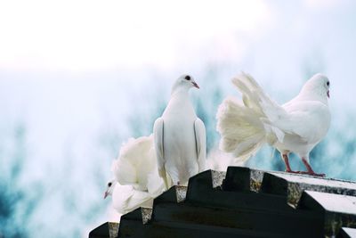 Low angle view of birds against sky