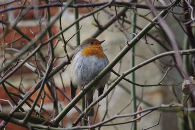 Close-up of bird perching on branch