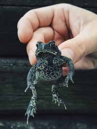 Cropped image of hand holding black frog