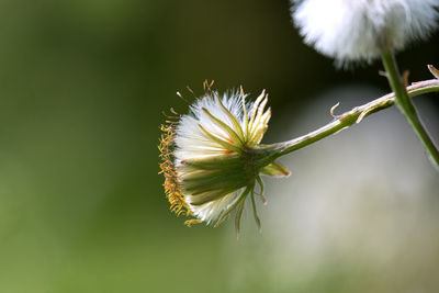 Close-up of white dandelion flower