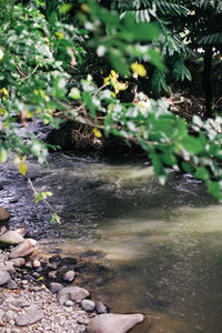 Close-up of plants growing in water