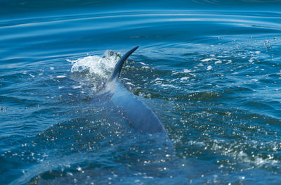 Close-up of fish swimming in sea