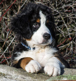 Close-up portrait of a dog