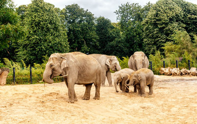 View of elephant in farm