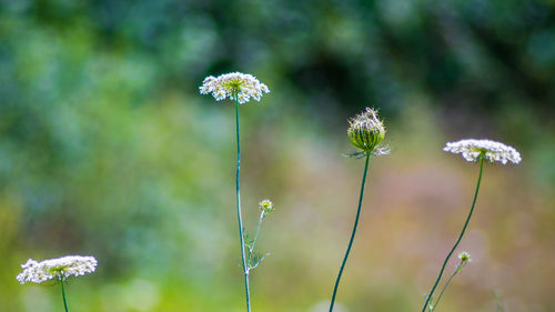 Close-up of white flowering plant