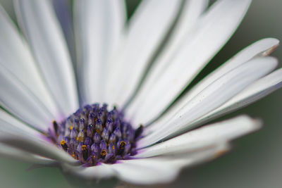 Close-up of flower