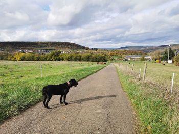 Dog in a field