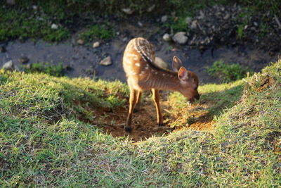 Side view of a horse on field