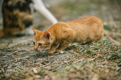 Cat lying on a field