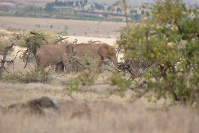 Elephant on landscape