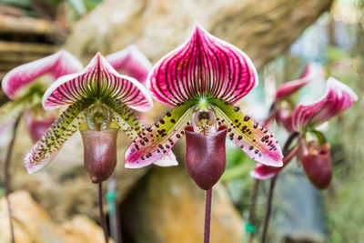 Close-up of pink flowering plant