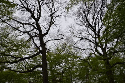 Low angle view of trees in forest