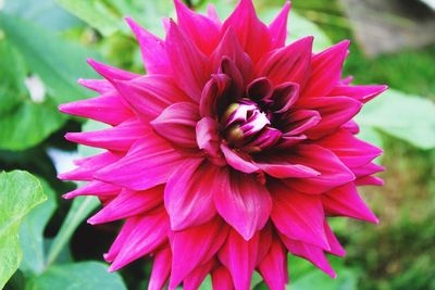 Close-up of pink flower