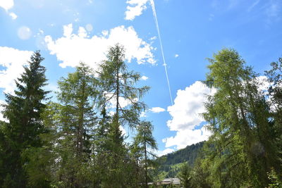 Low angle view of trees against sky