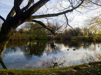 Reflection of trees in lake