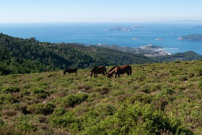 Horses in a farm