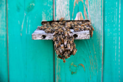 Close up of flying bees. wooden beehive and bees.