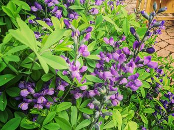 Purple flowers blooming in park