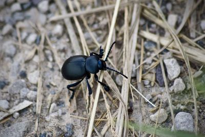 Close-up of black insect