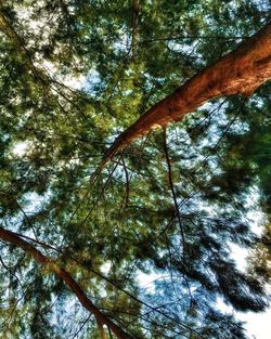 Low angle view of trees against sky