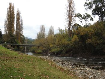 Scenic view of river in forest against clear sky