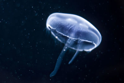 Close-up of jellyfish in water