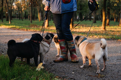 Dog walking. professional dog walker walking dogs in autumn sunset park. walking the pack array 