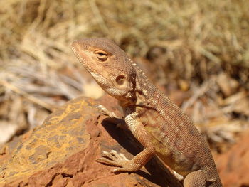 Close-up of lizard on land