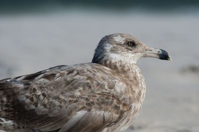 Close-up of seagull on land