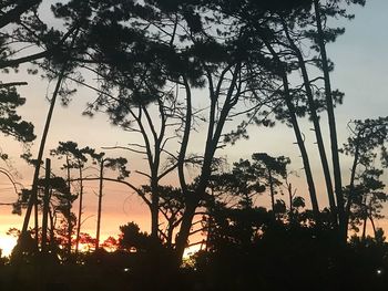 Low angle view of silhouette trees against sky during sunset