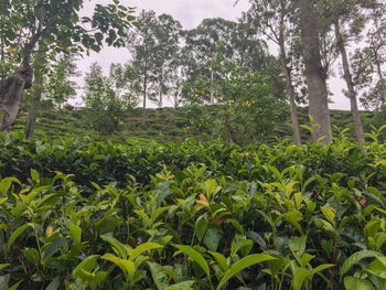 Trees growing in field