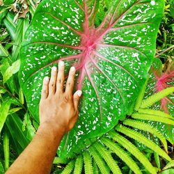 Close-up of hand touching leaf