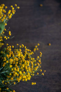 Close-up of yellow flowers