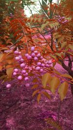 Close-up of pink flowers