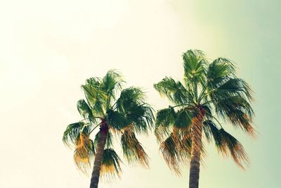 Low angle view of palm tree against clear sky