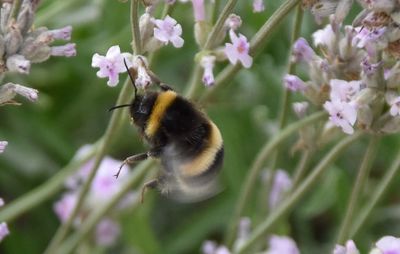 Close-up of insect on flowers