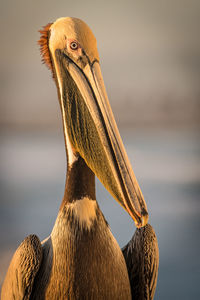 Close-up of a bird