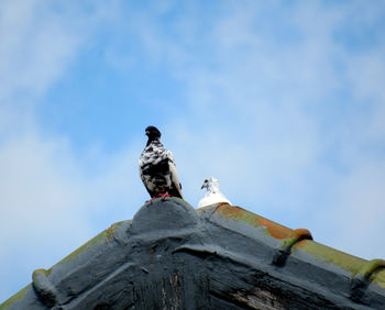 Low angle view of pigeon perching on roof