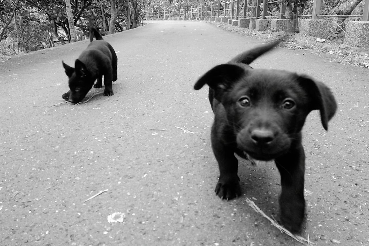 dog, pets, domestic animals, animal themes, mammal, one animal, looking at camera, portrait, pet leash, pet collar, two animals, puppy, black color, canine, field, street, high angle view, zoology, full length, running