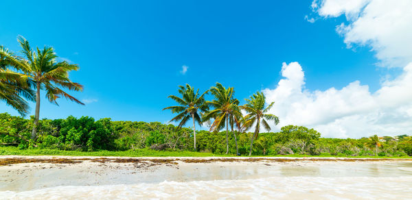 Scenic view of palm trees on beach against sky