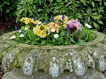 High angle view of flowering plants on rock