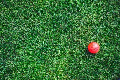 High angle view of red golf ball on grassy field