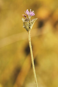 Close-up of flowering plant