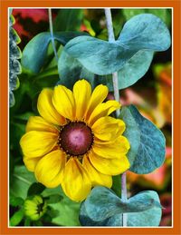 Close-up of yellow flower