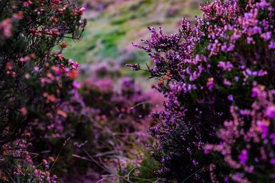 Close-up of bee on purple flower