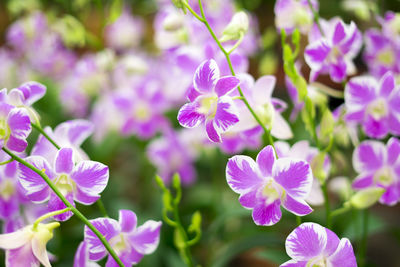 Close-up of purple flowering plants